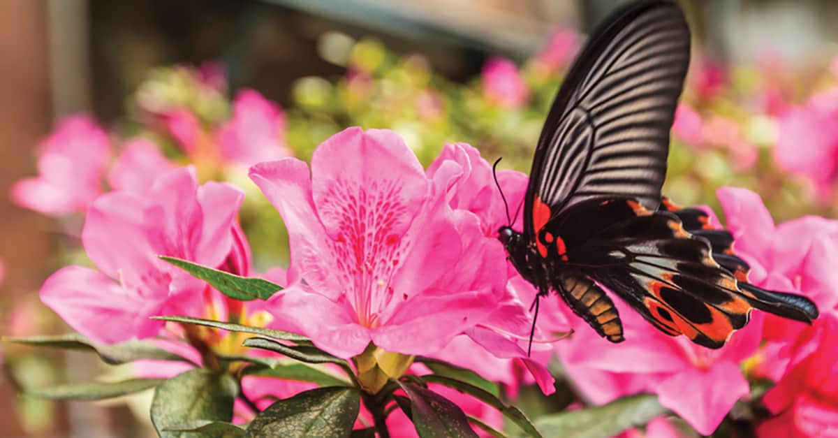 Attract Pollinators with Encore Azaleas