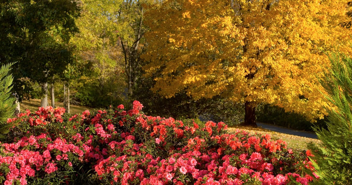 Autumn Empress Autumn Monarch Fall color