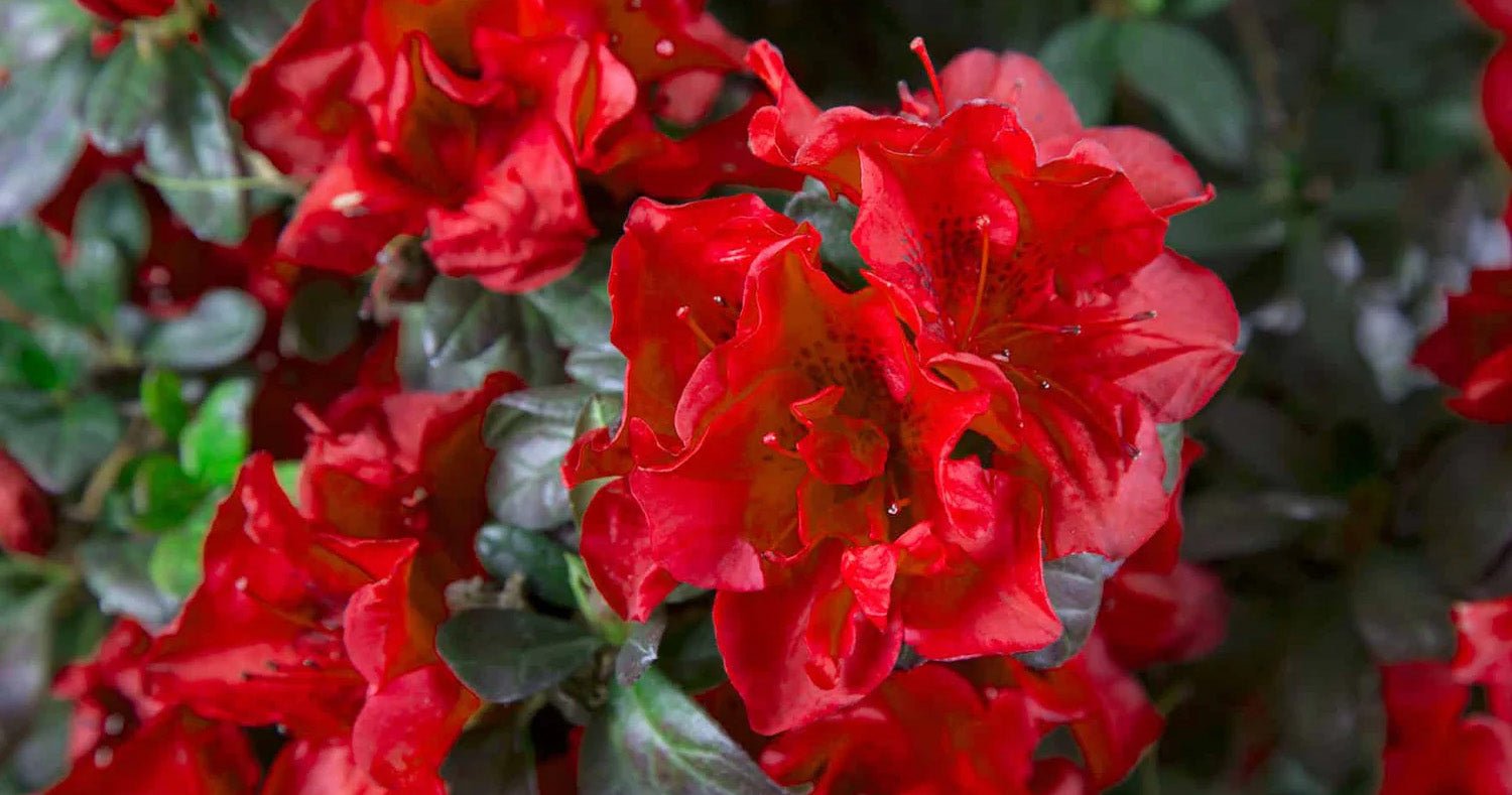 Include Autumn Fire in Your Garden Plans