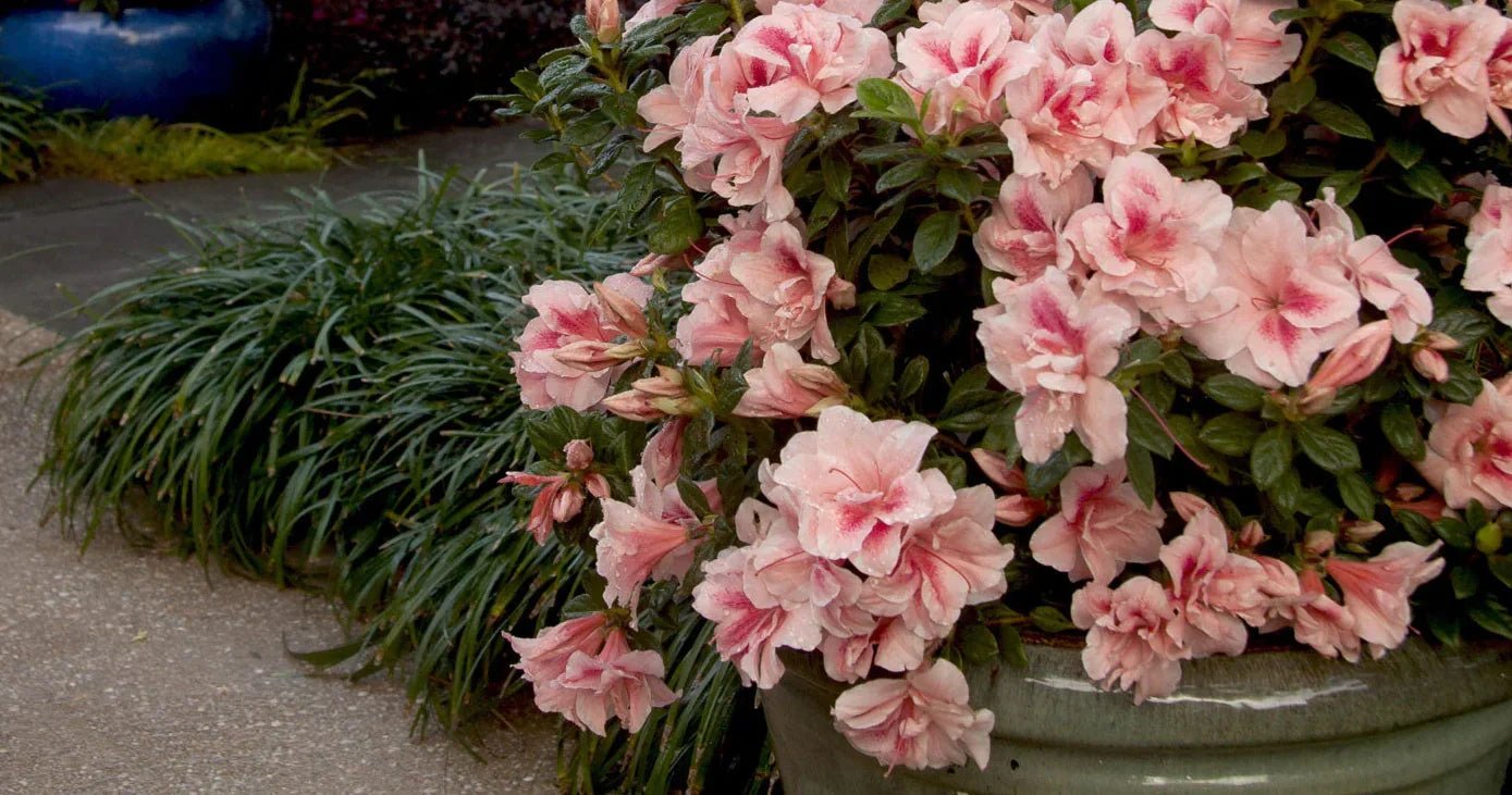 Grasses: Perfect Planting Companions for Encore Azaleas on the West Coast