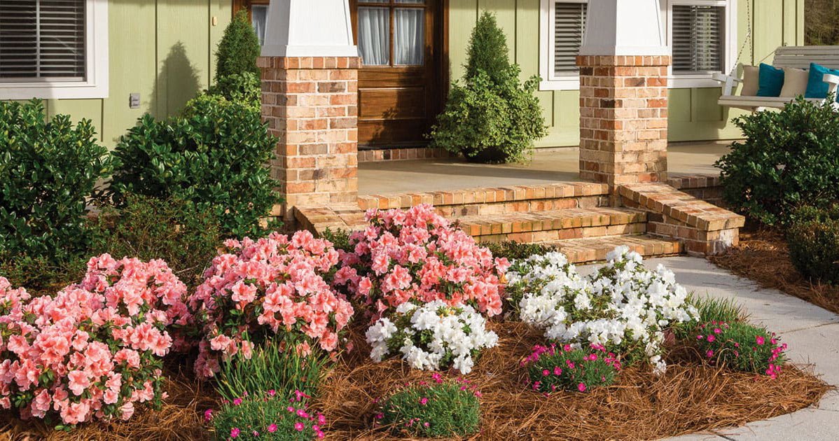 Bi-Colored Encore Azaleas — A Designer’s Delight