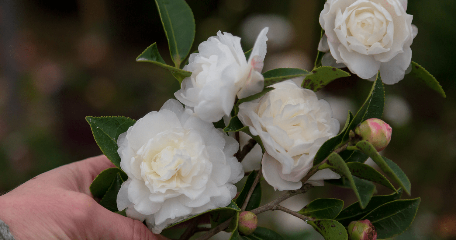 Create Magic in the Landscape with Azaleas & Camellias