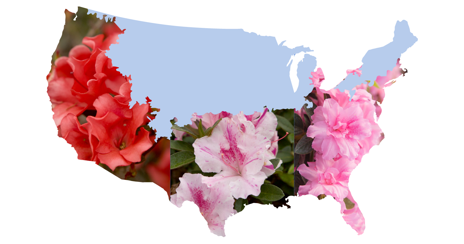 26 Cold-Hardy Encore® Azaleas