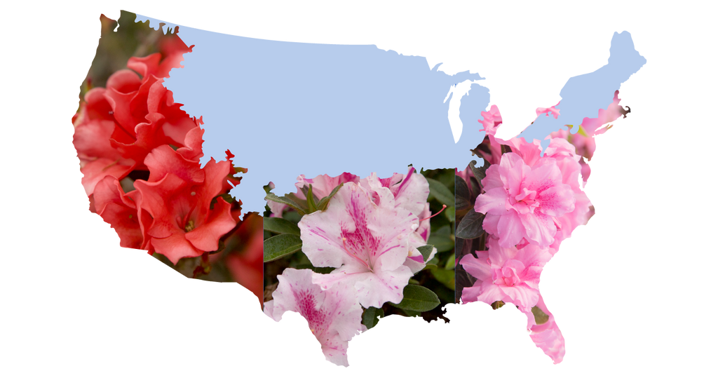 26 Cold-Hardy Encore Azalea Varieties (Zone 6) | Encore Azalea