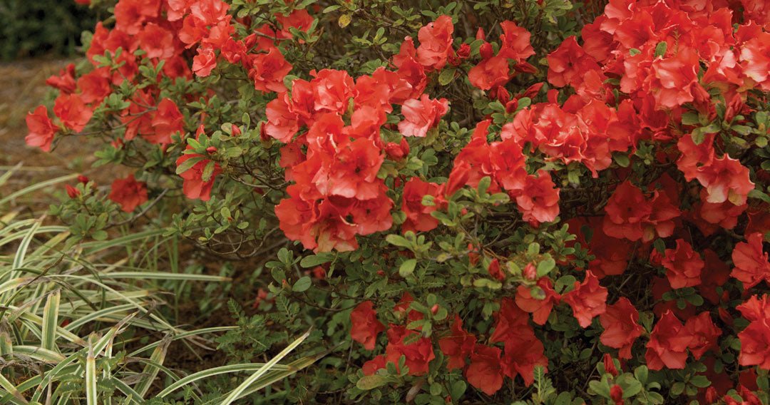Why Encore Azaleas have become Designer Favorites