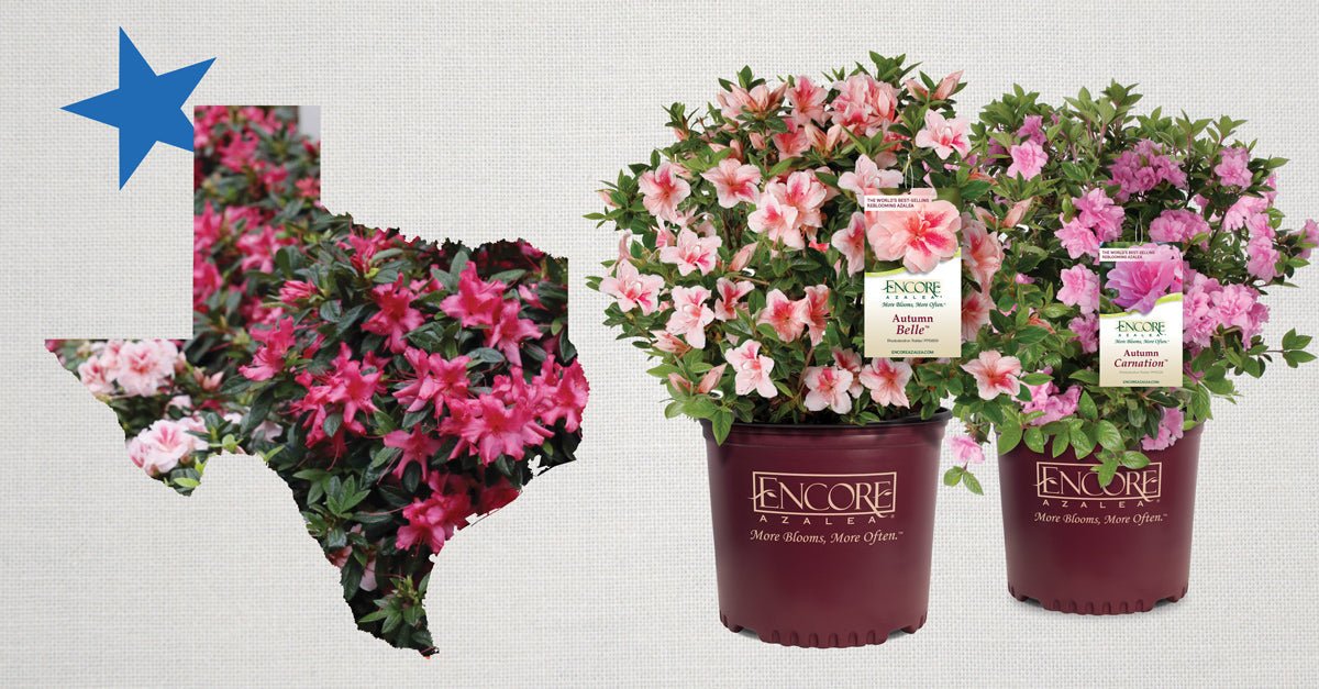 How to help your Encore Azaleas thrive in the Southwest