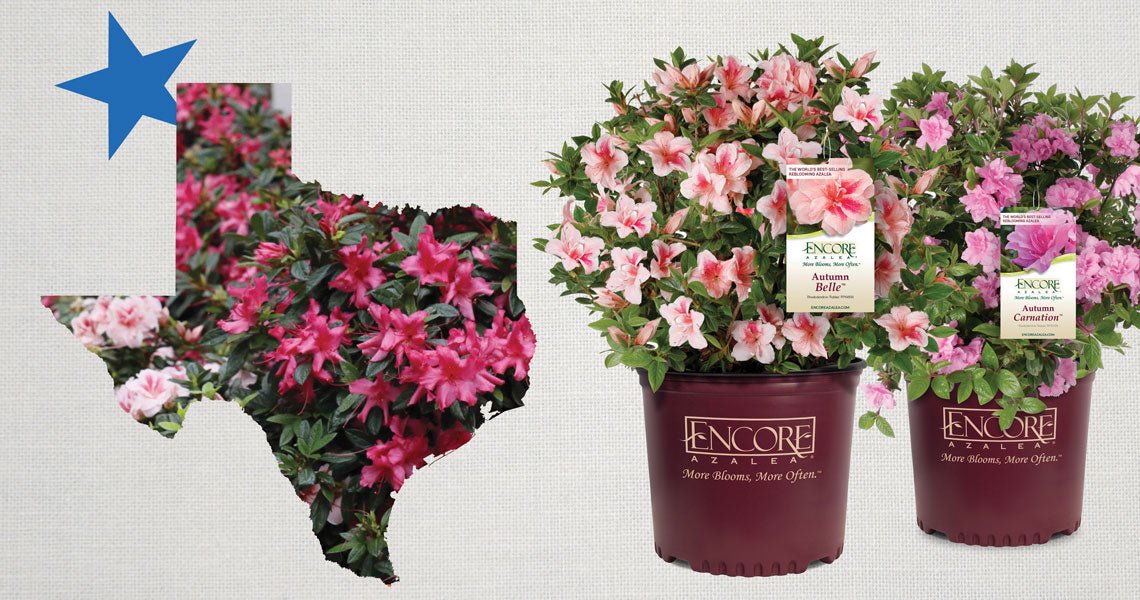 How to care for Encore Azaleas in North Central Texas