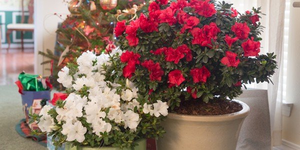 Encore Azalea holiday containers
