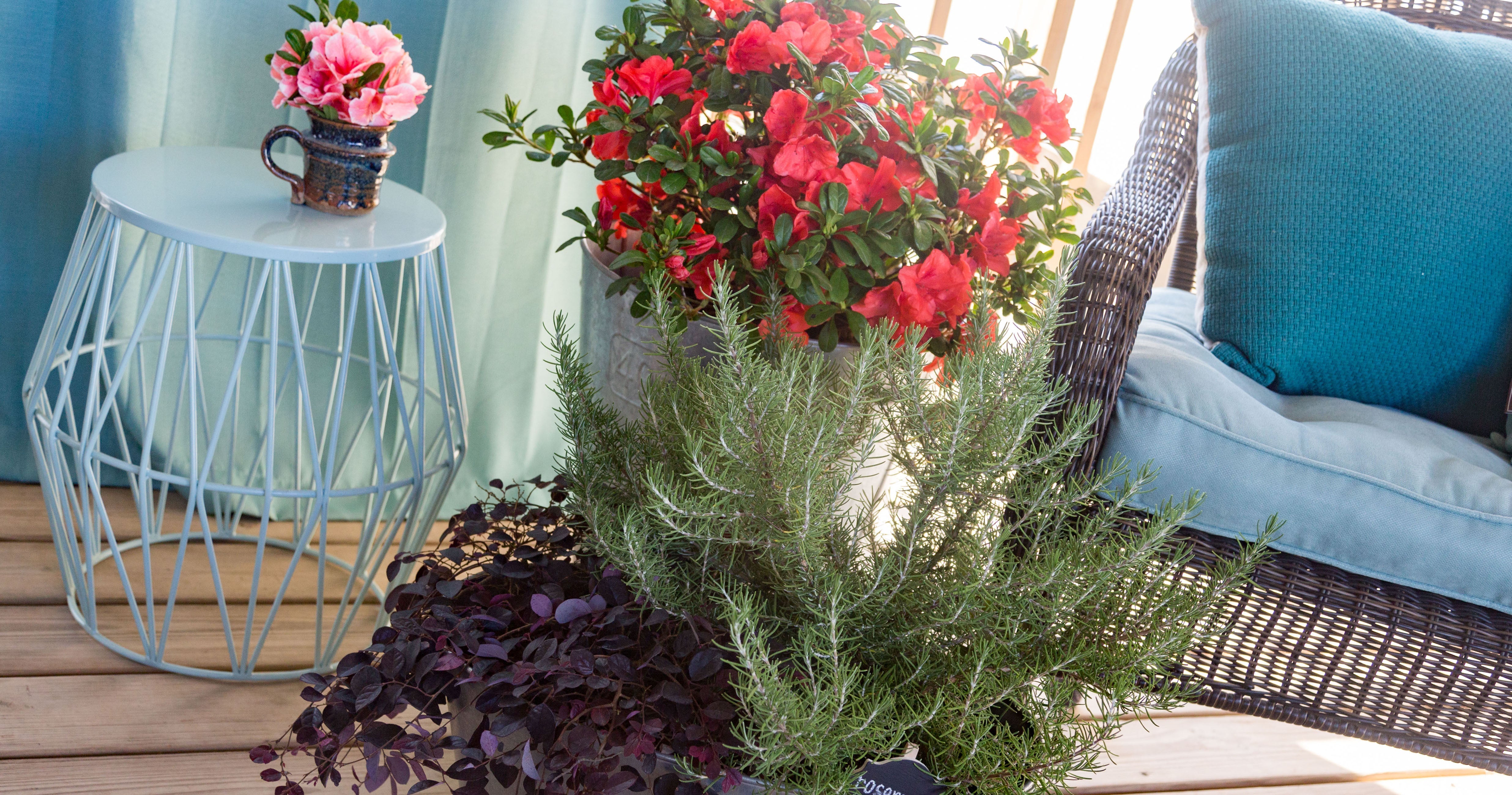 Pair Edibles with Eye-Catching Encore® Azaleas