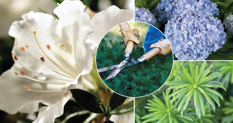 Bring the Beauty Indoors