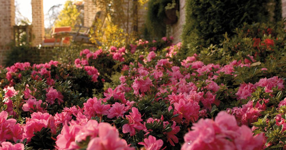 Planting Encore® Azaleas in the Landscape