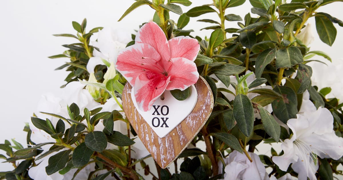 Easy Gift Ideas for Gardeners for Valentine’s Day