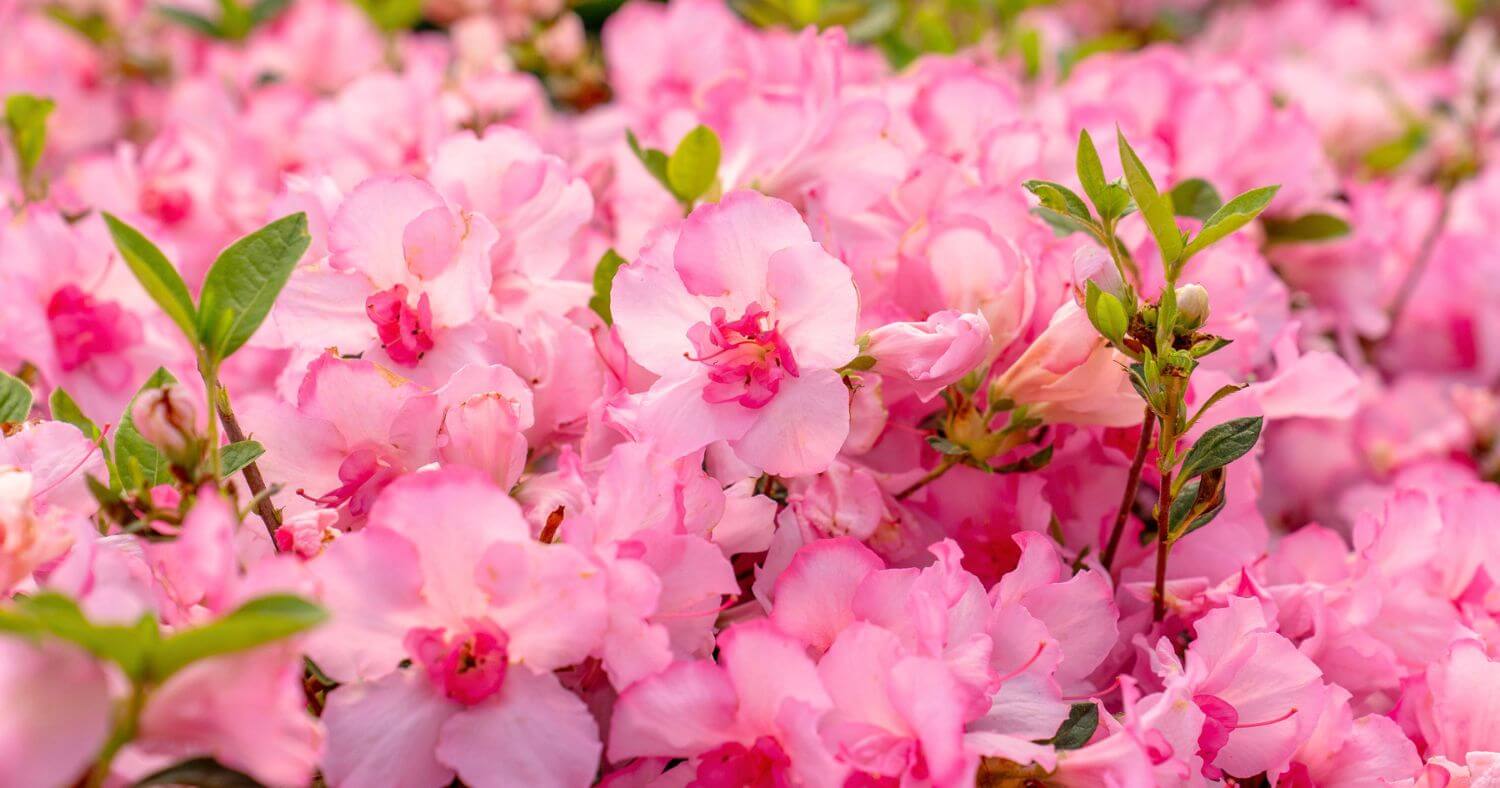Close-up of abundant pink Encore Azalea blooms and green foliage during summer.