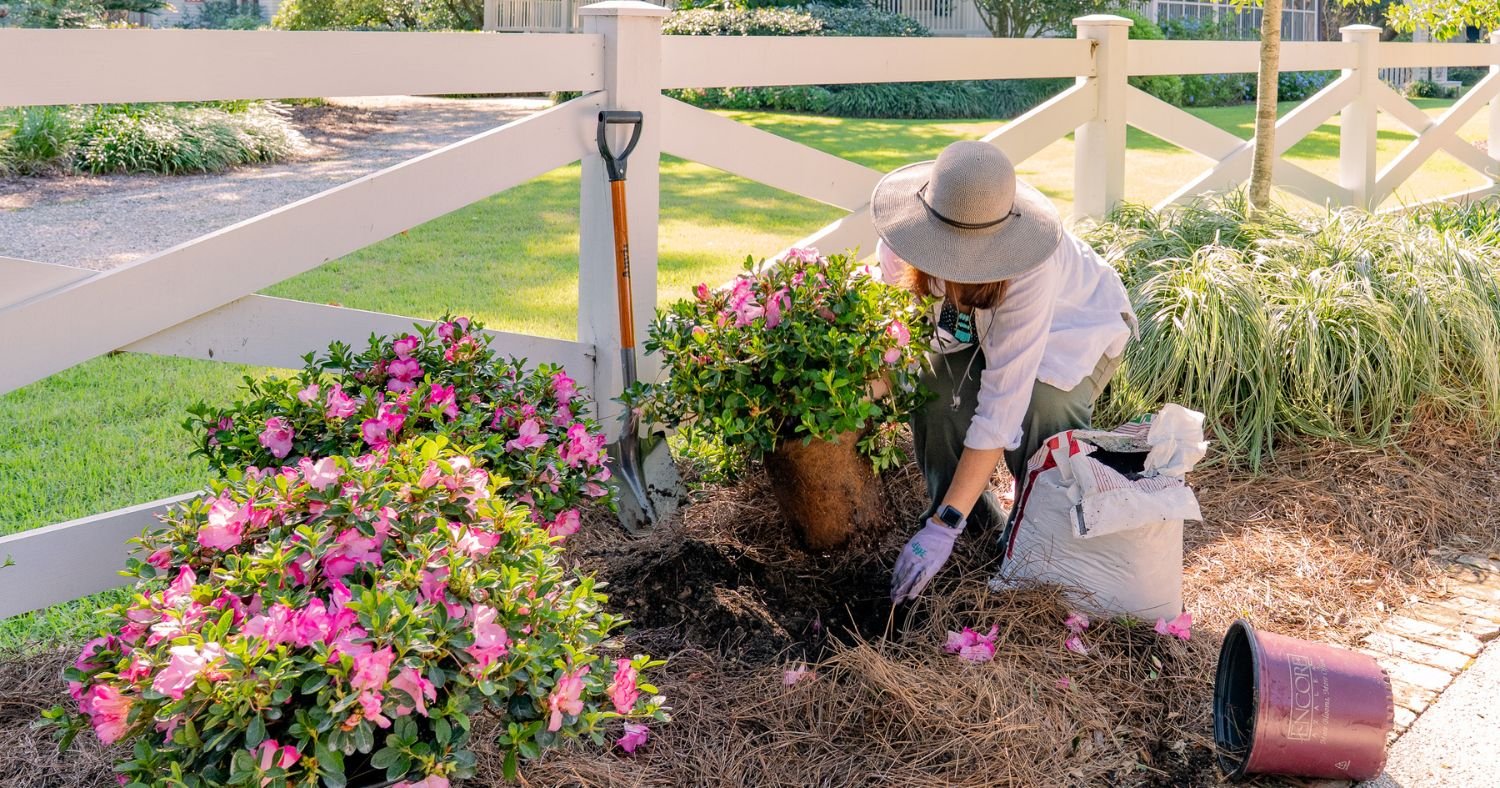 Gardener planting a pink-blooming Encore Azalea in a mulched landscape bed beside a white fence.