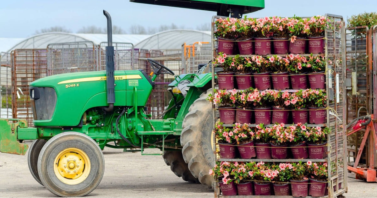 Green tractor beside racks of blooming Encore Azaleas at the nursery.