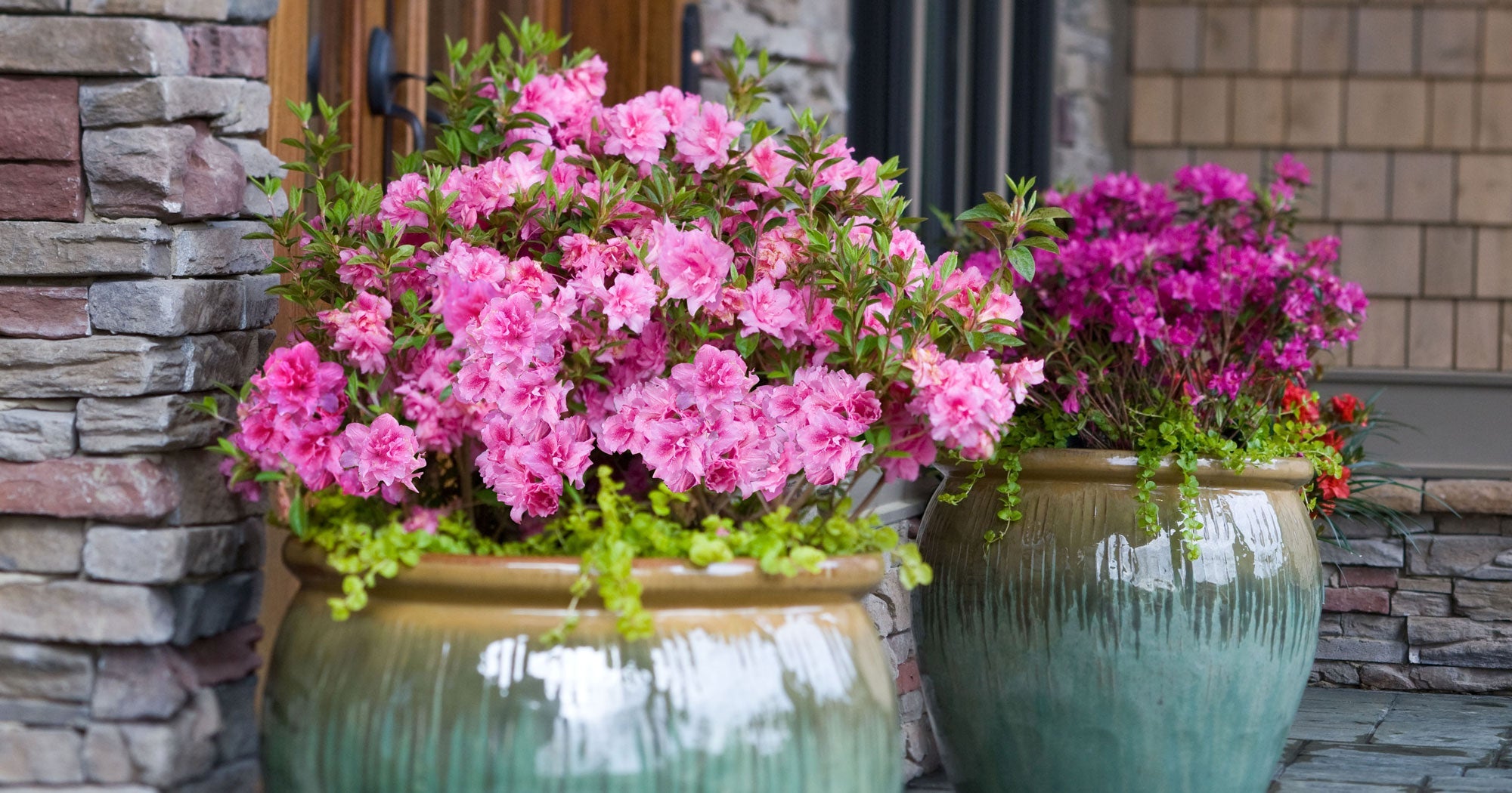 Encore Azaleas in containers with pink blooms