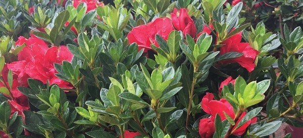 Red Autumn Bonfire flowers and evergreen leaves