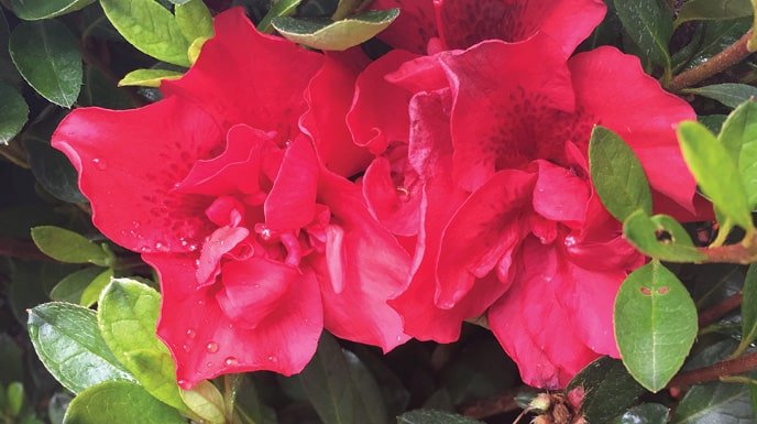 Encore Azalea pink close-up blooms