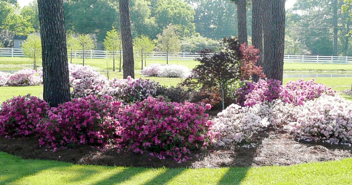 How to Get More of the Encore Azalea Colors You Love