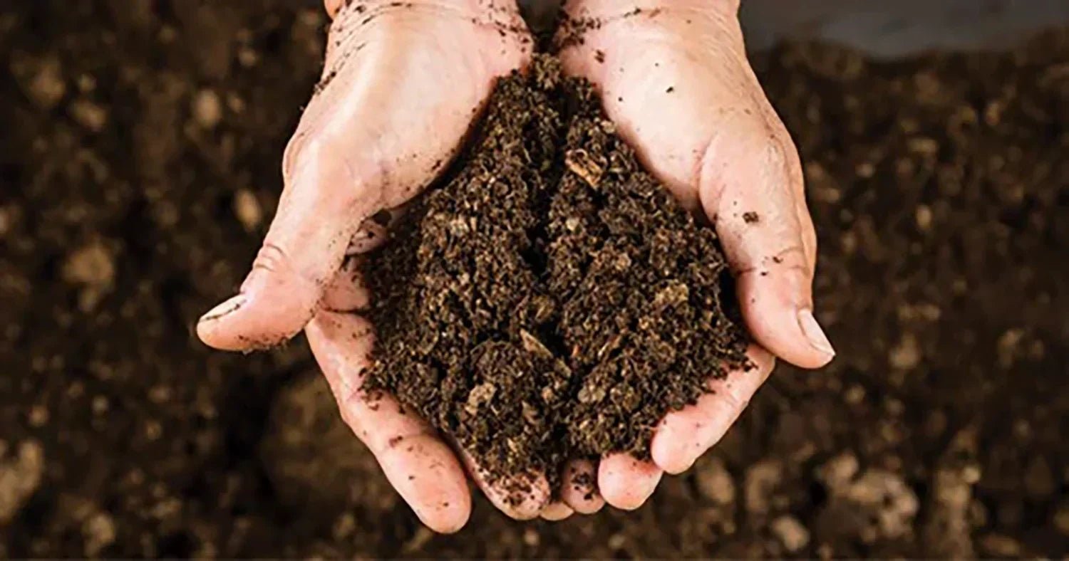 Get your West Coast Garden in Shape for Encore Azaleas