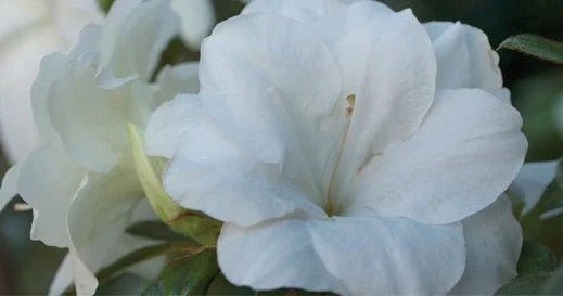 Encore Azalea’s Four Stunning White Blooming Selections