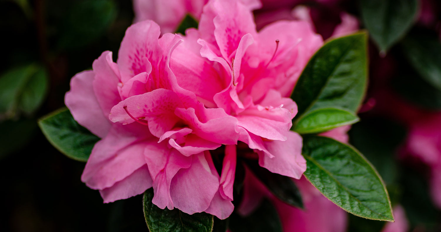 Encore Azaleas to the Rescue