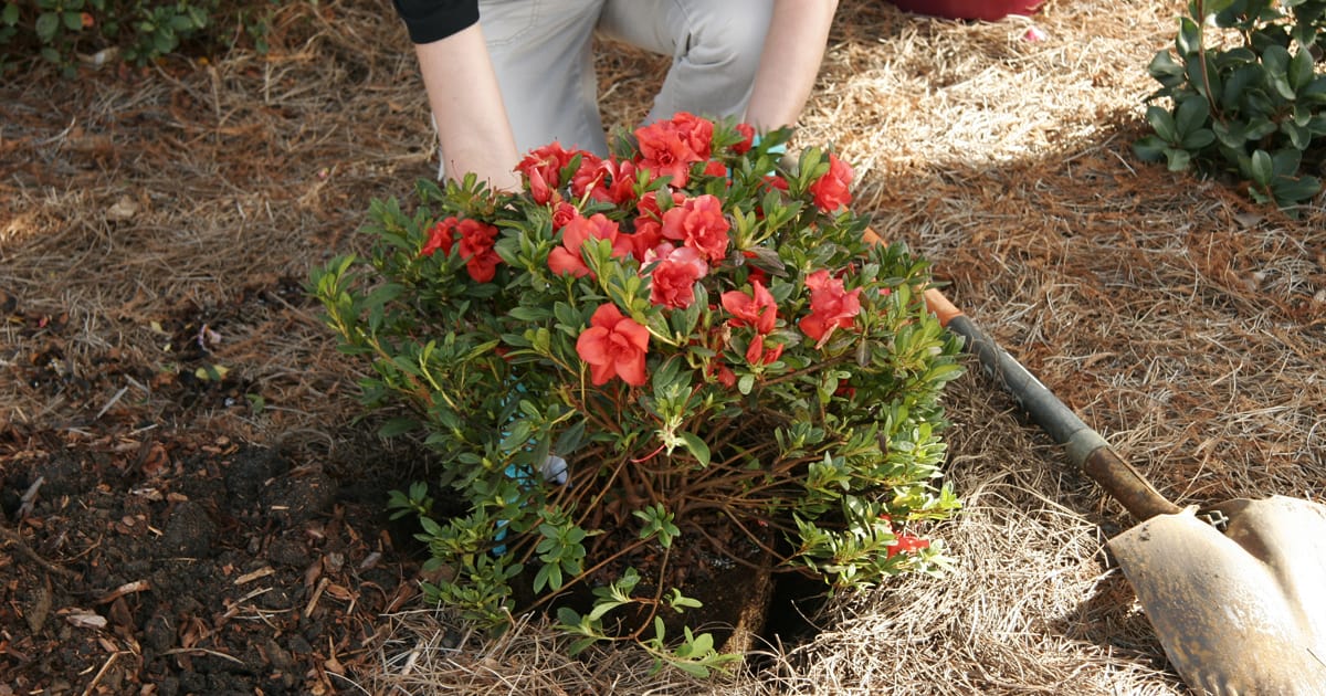 With Young Plants, A Little Planning Goes a Long Way