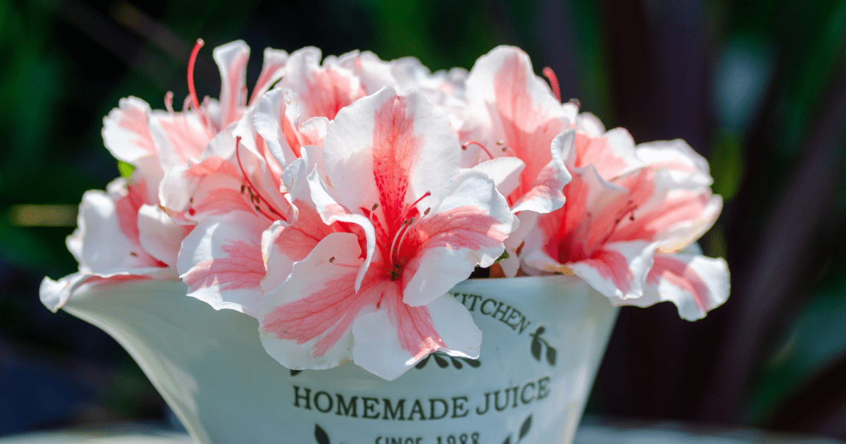 How to Cut Azalea Flowers for Fresh Arrangements