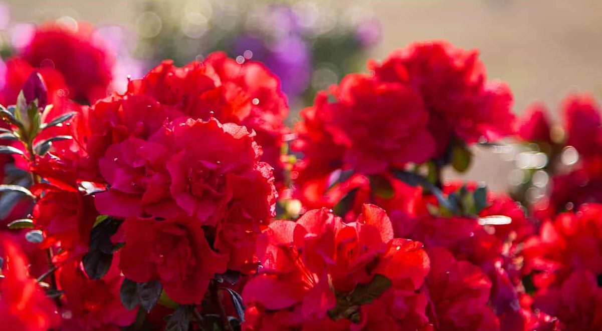 Red Encore Azaleas Blooming in the Sun