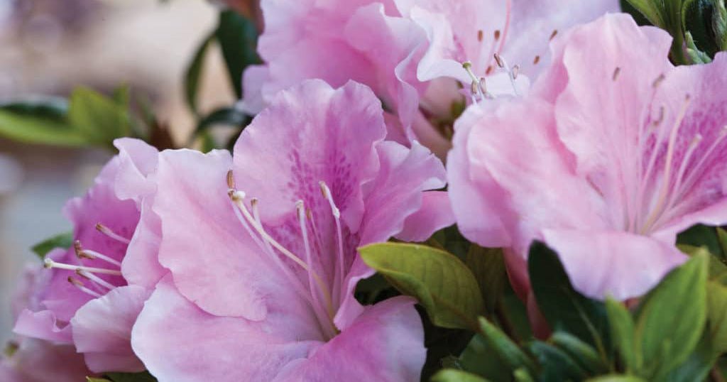 Video: Western United States Planting and Care Tips