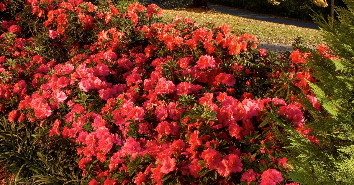 University of Tennessee landscape with Encore Azalea flowers