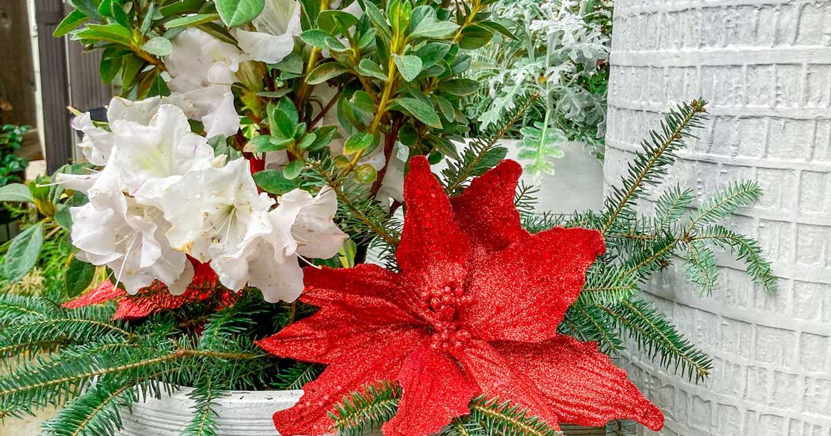 A festive outdoor planter with white flowers, a red-glittered poinsettia and pine branches.