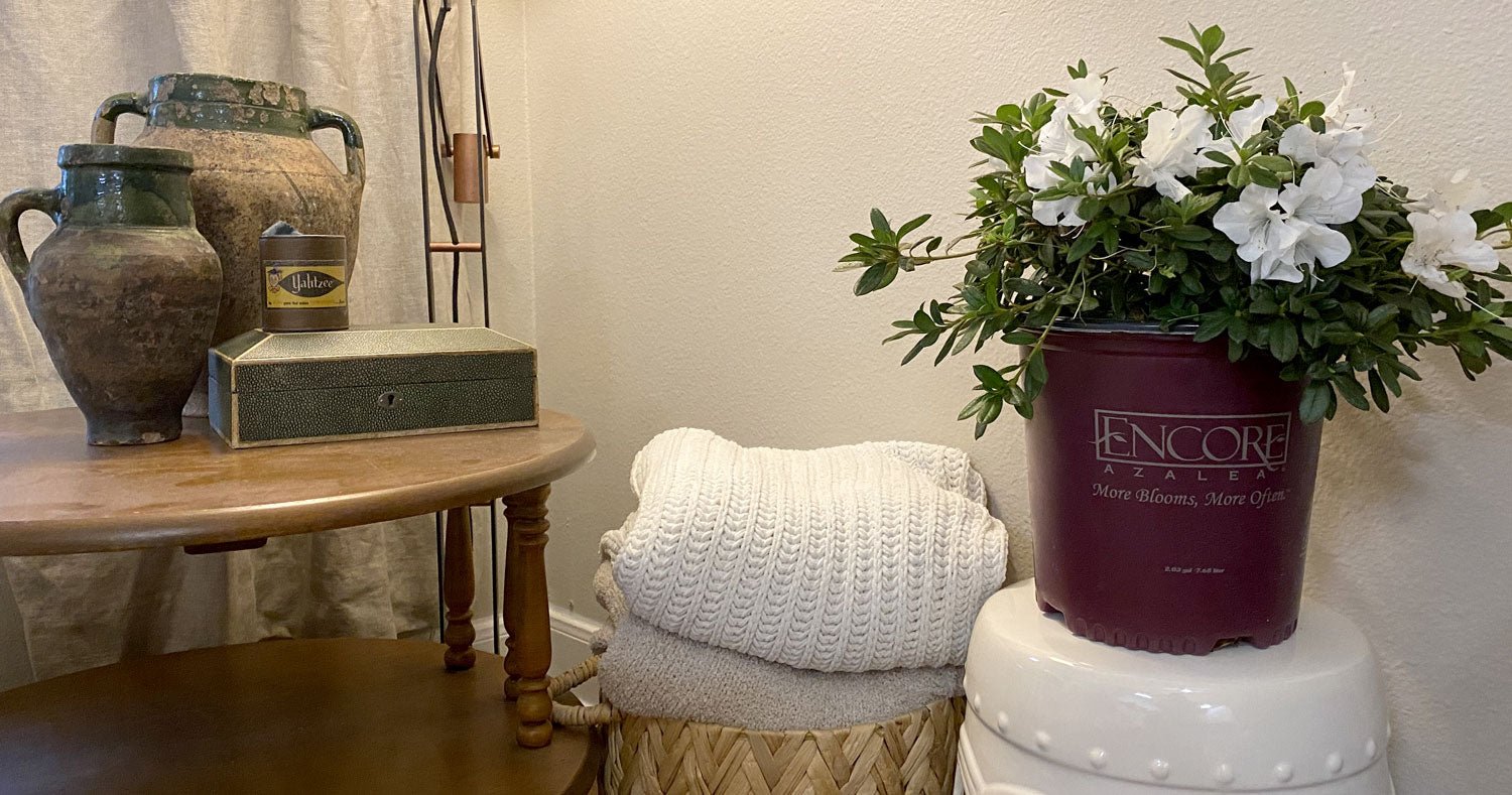 How to Care for Indoor Potted Azaleas