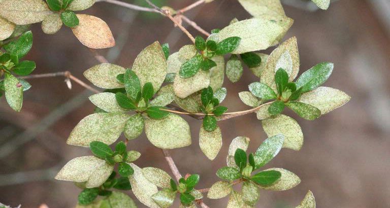 Lacebug damage photo courtesy of: Whitney Cranshaw, Colorado State University, Bugwood.org