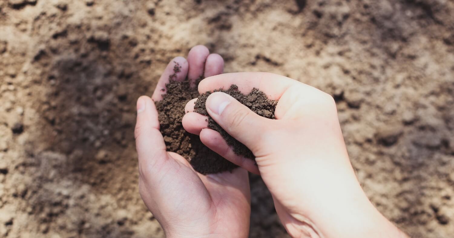Checking and amending soil for azaleas to improve drainage and prepare the planting bed.