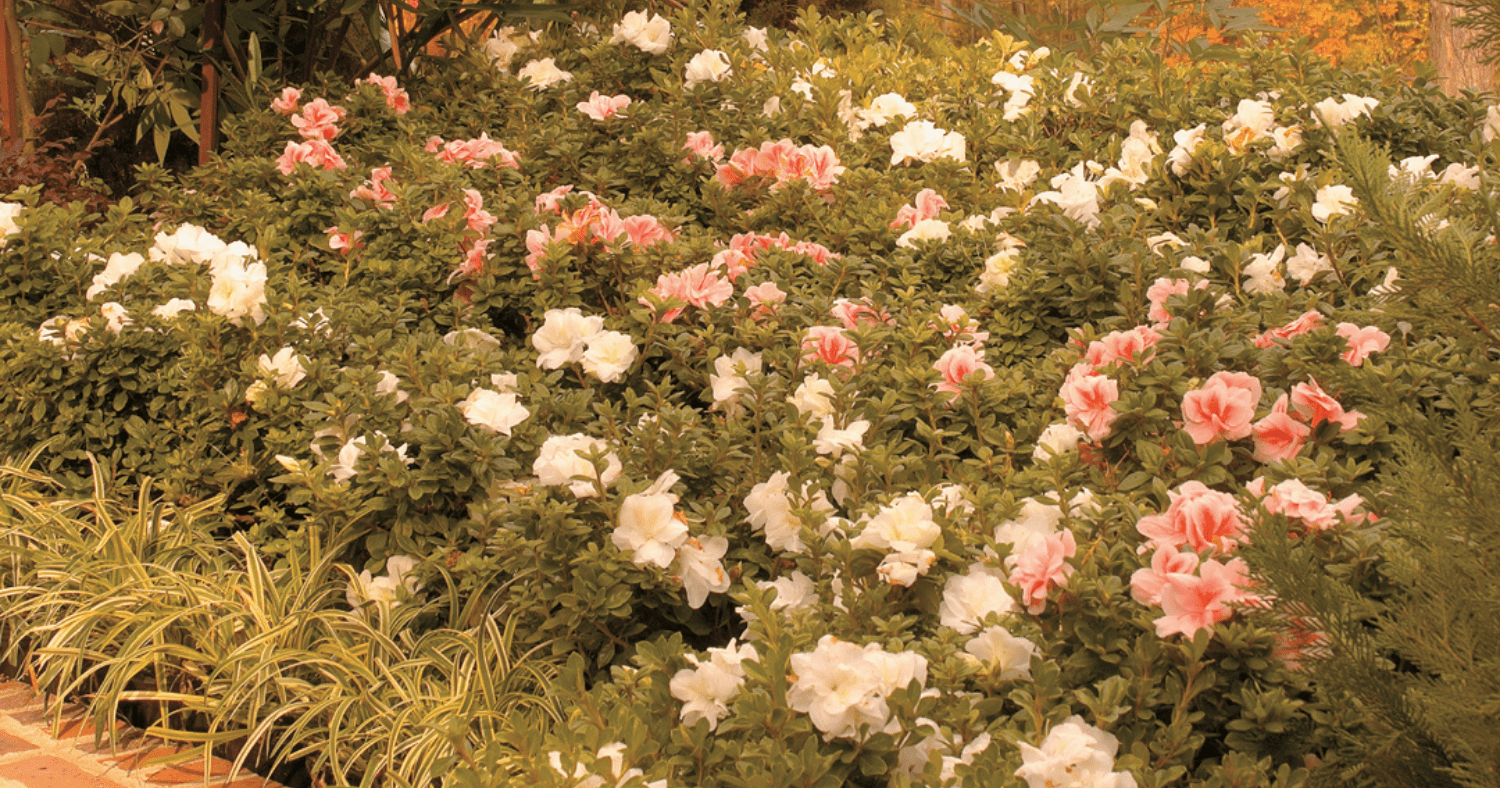 Autumn is an Ideal Time for Azalea Planting