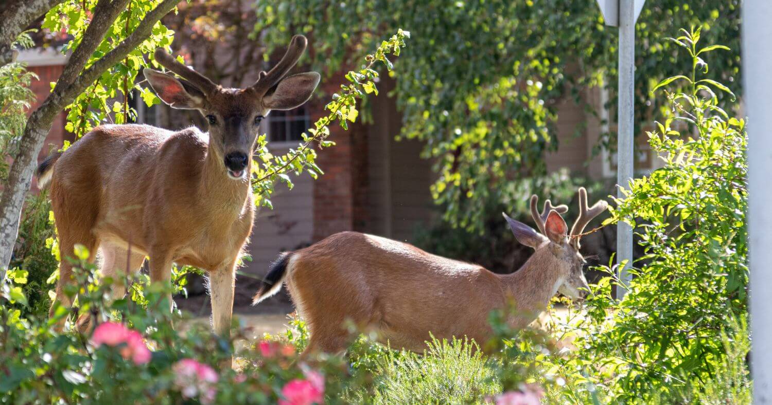 Young deer with velvet antlers browsing in a landscaped residential garden.