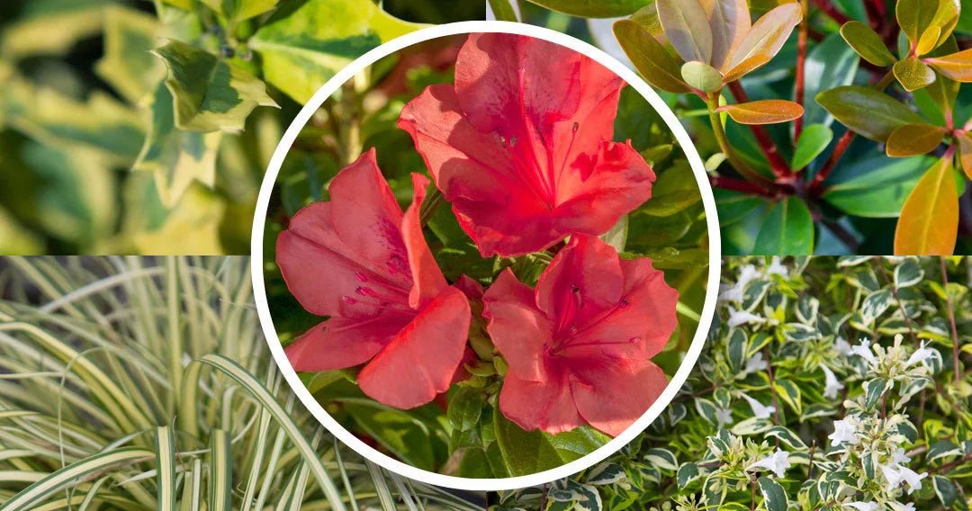 Top 5 Companion Plants for Encore® Azaleas
