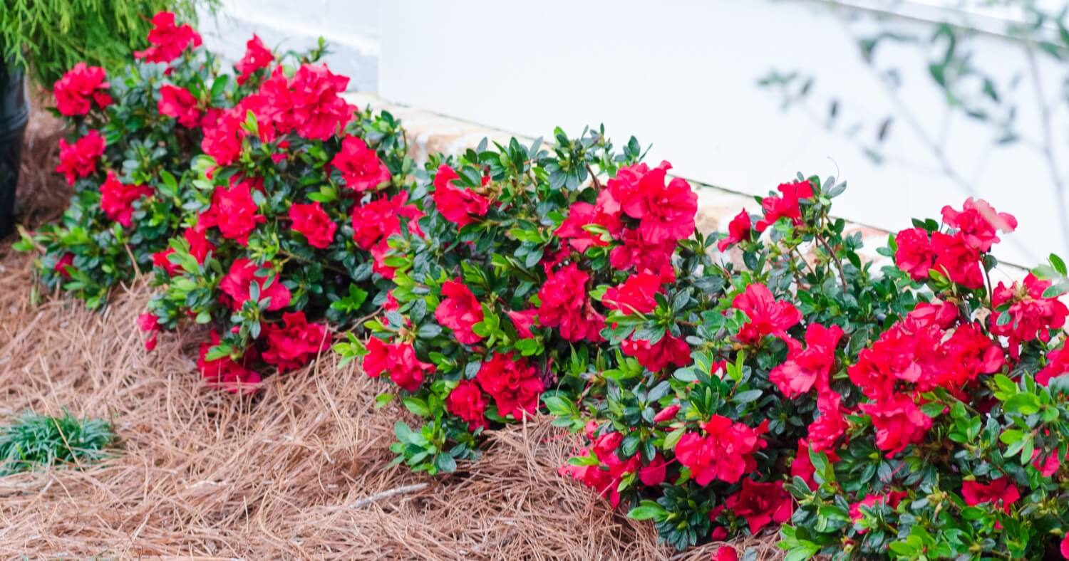 “Red Autumn Fire Encore Azaleas blooming in a foundation planting along a home.