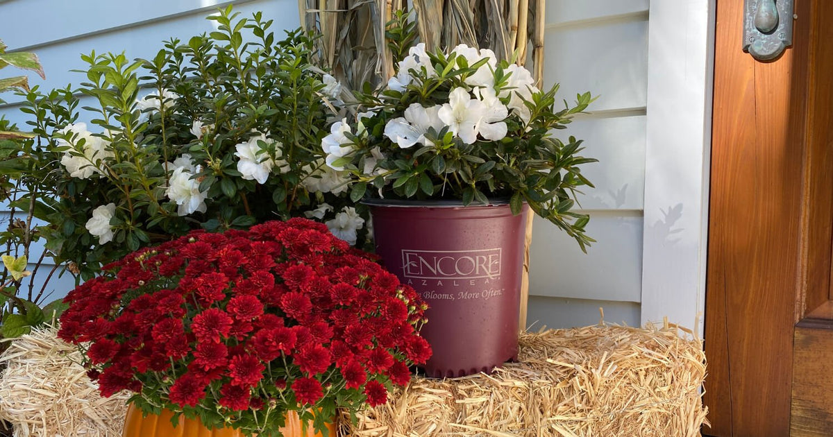 Autumn Ivory in the nursery, sitting on a bale of hay next to a pumpkin with red mums.