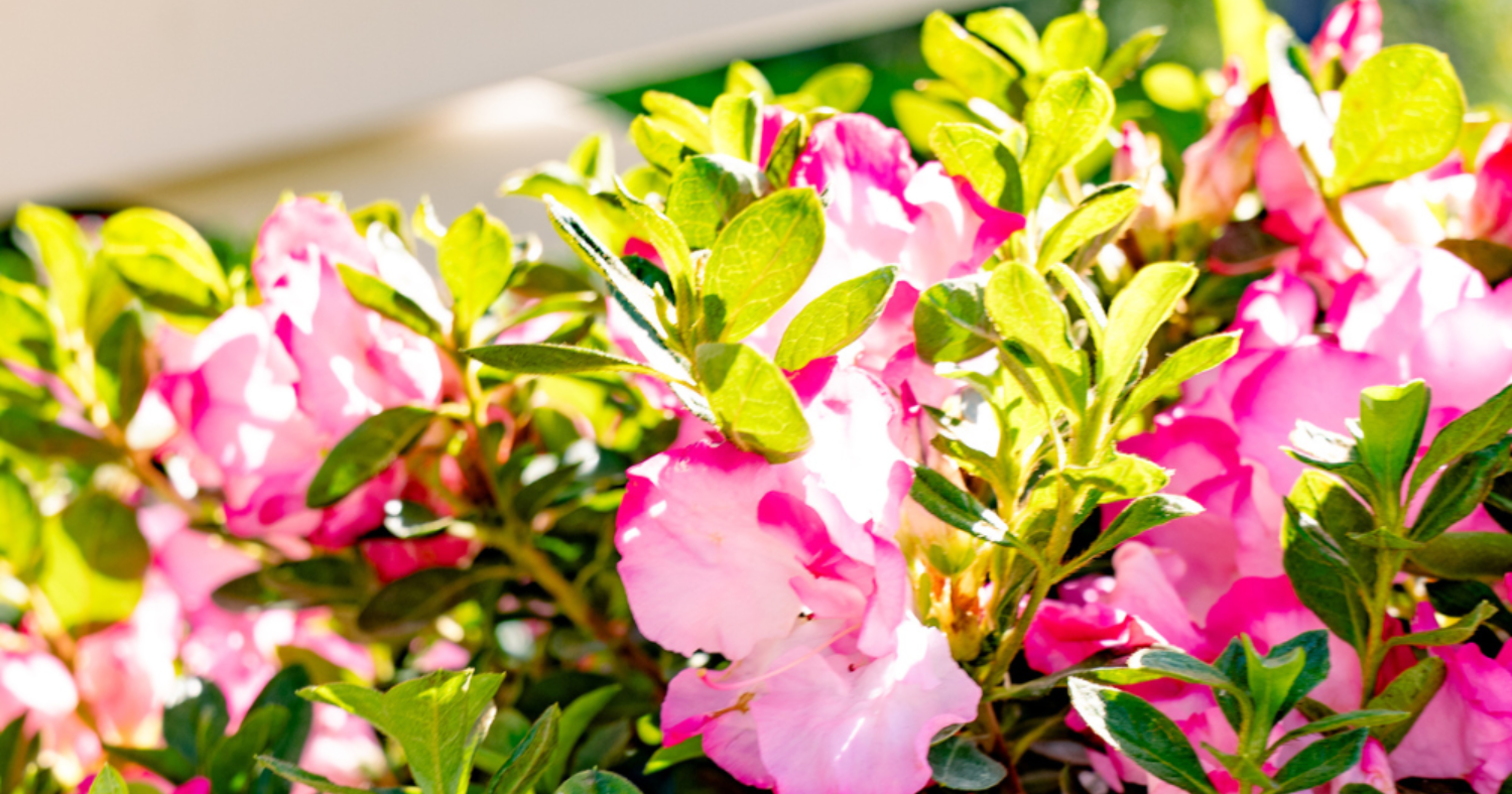 4 Ways to Help Encore Azaleas Beat July Heat