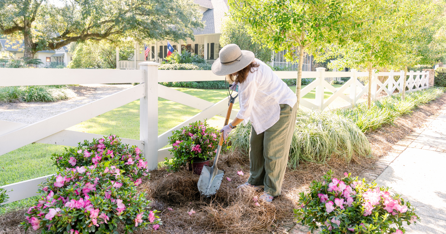 woman in coastal grandma clothing planting Encore Azaleas