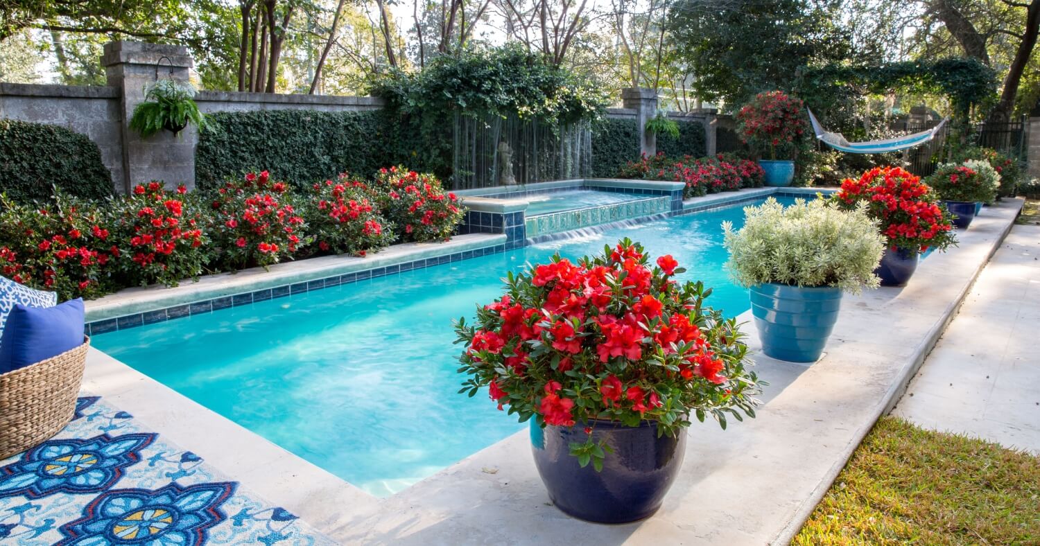 Red Encore Azaleas in containers and garden beds surrounding a backyard pool.