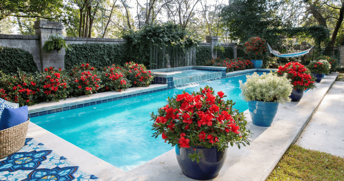 Azaleas in poolside planters