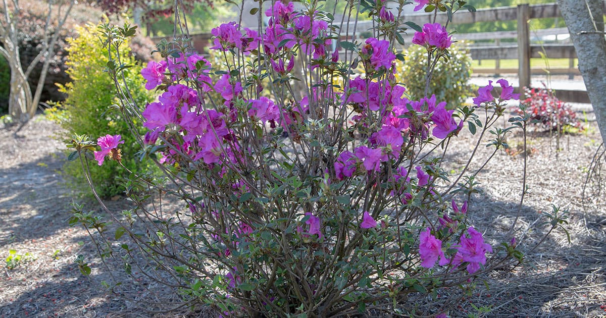 It’s Time for a Makeover: How to Complete Rejuvenation Pruning