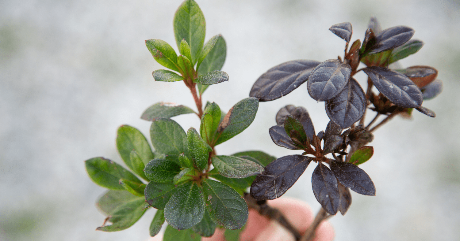 Evergreen Azaleas: Year-Round Beauty for Every Garden