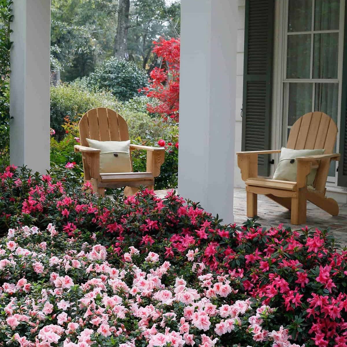 Choose Your Reblooming Azalea