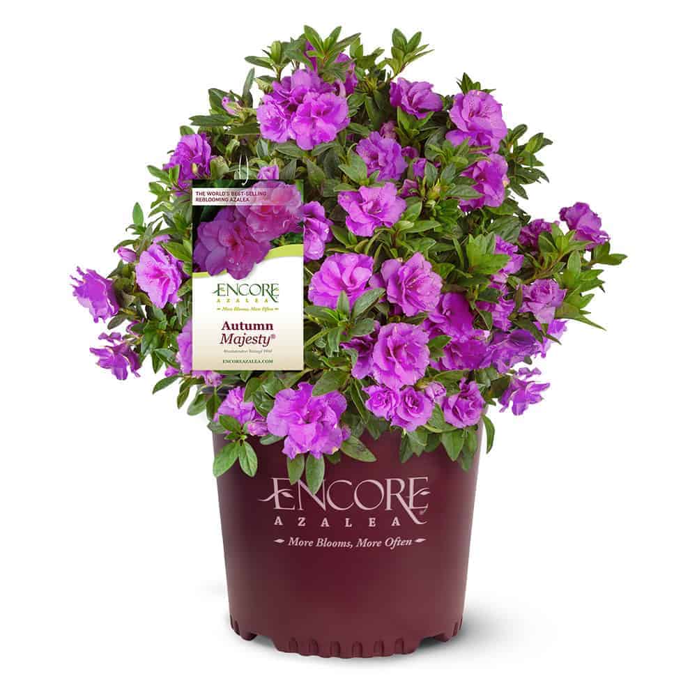 Luxurious Purples