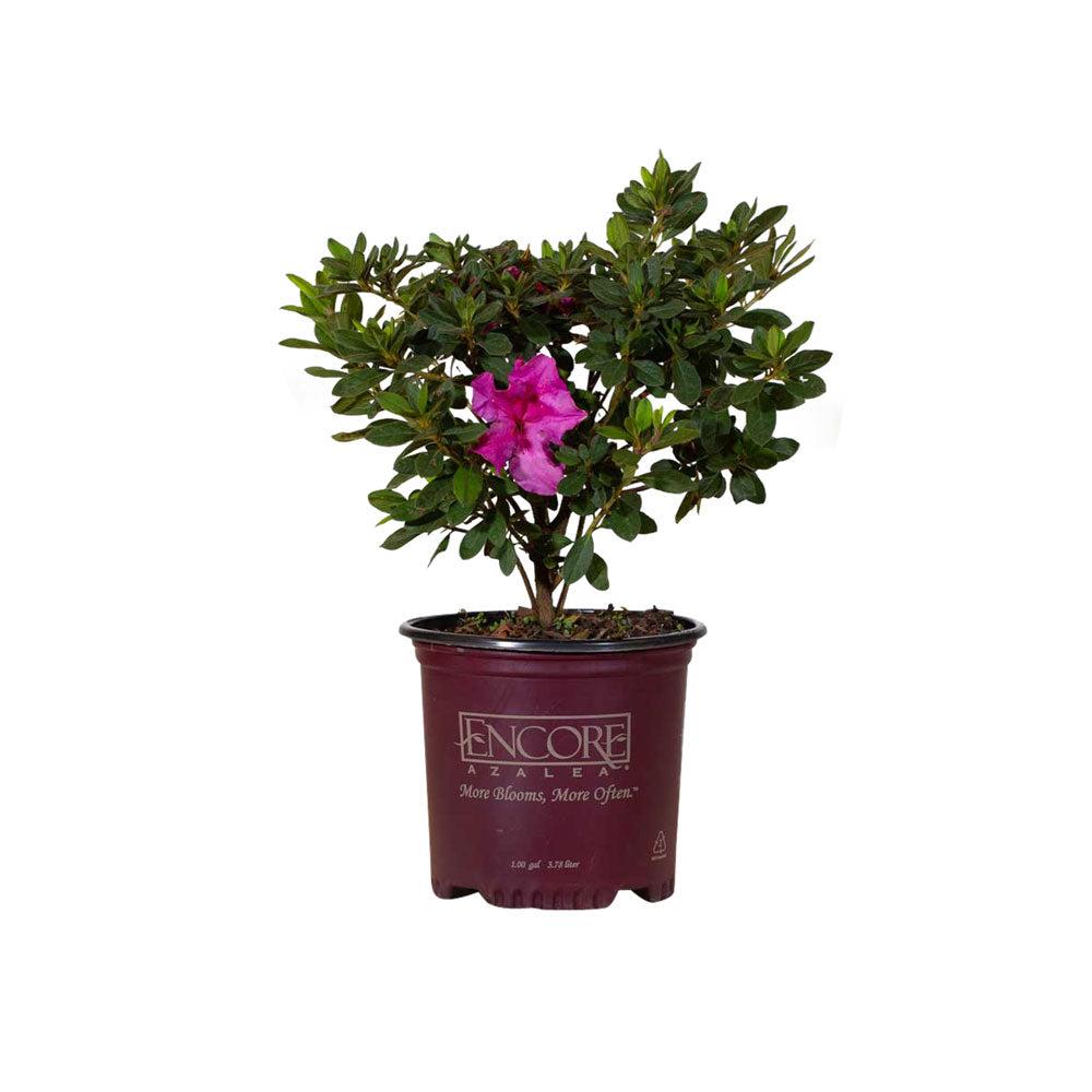 1 Gallon Autumn Royalty azalea for sale in an Encore Azalea container