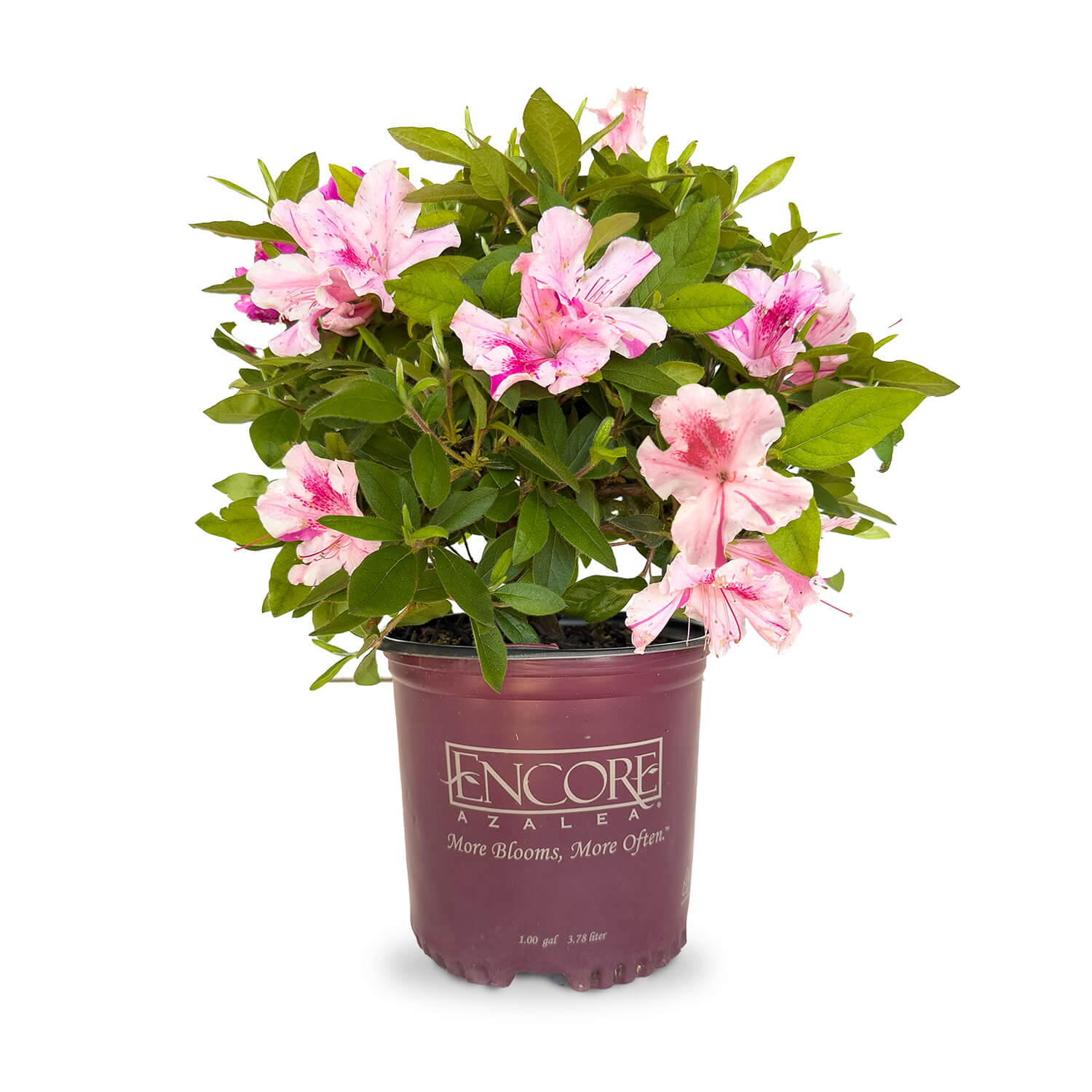 1 Gallon Autumn Twist Azalea for sale with pink and white flowers in an Encore Azalea container